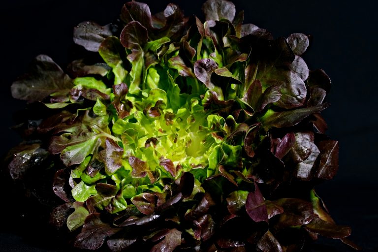 Eichblattsalat – zart, aromatisch und vielseitig