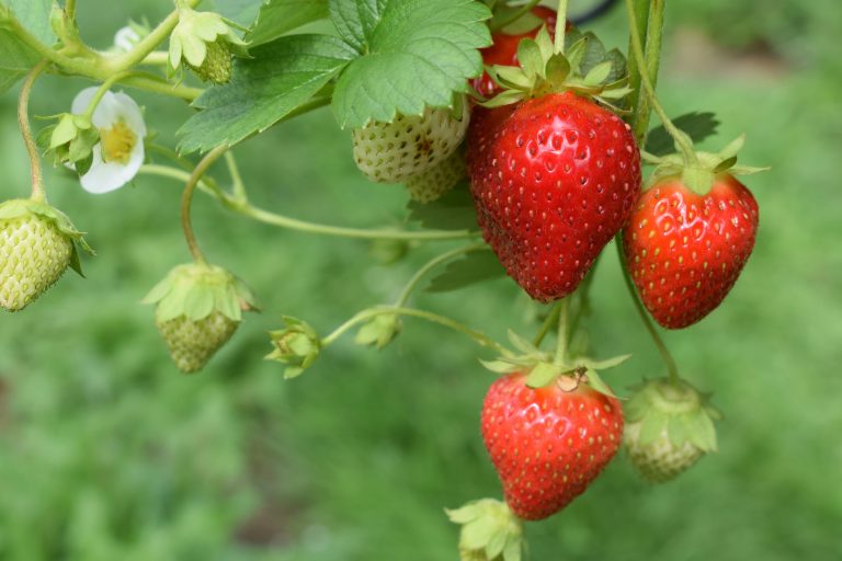 Erdbeeren: Süße Früchte aus dem eigenen Garten