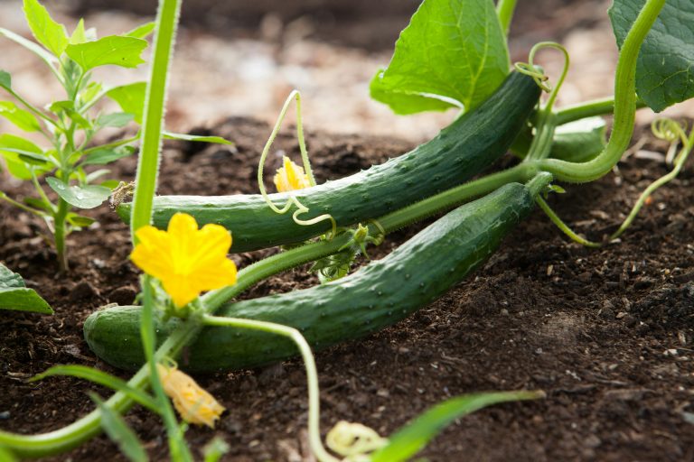 Salatgurken – Anbau, Pflege und Ernte