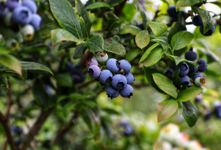 Heidelbeeren – Anbau, Pflege und Ernte