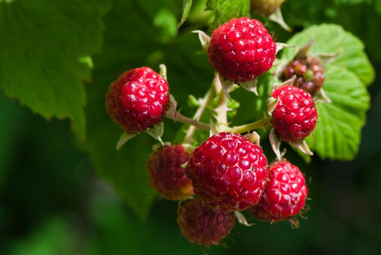 Himbeeren pflanzen: Süße Früchtchen