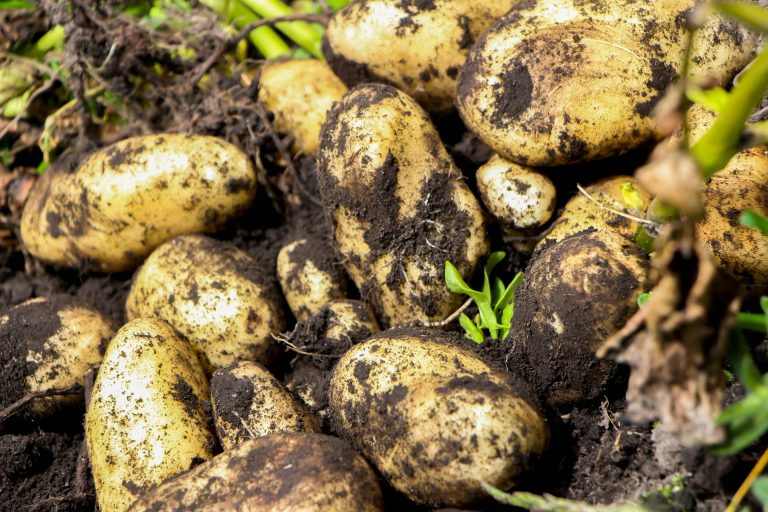 Kartoffeln – Anbau, Pflege und Ernte
