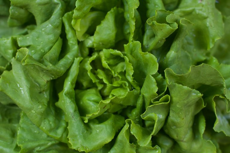 Kopfsalat – Anbau, Pflege und Ernte