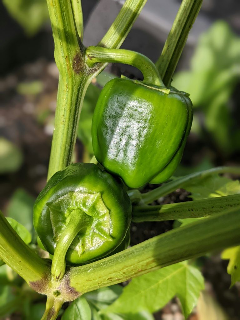 Paprika – Anbau, Pflege und Ernte