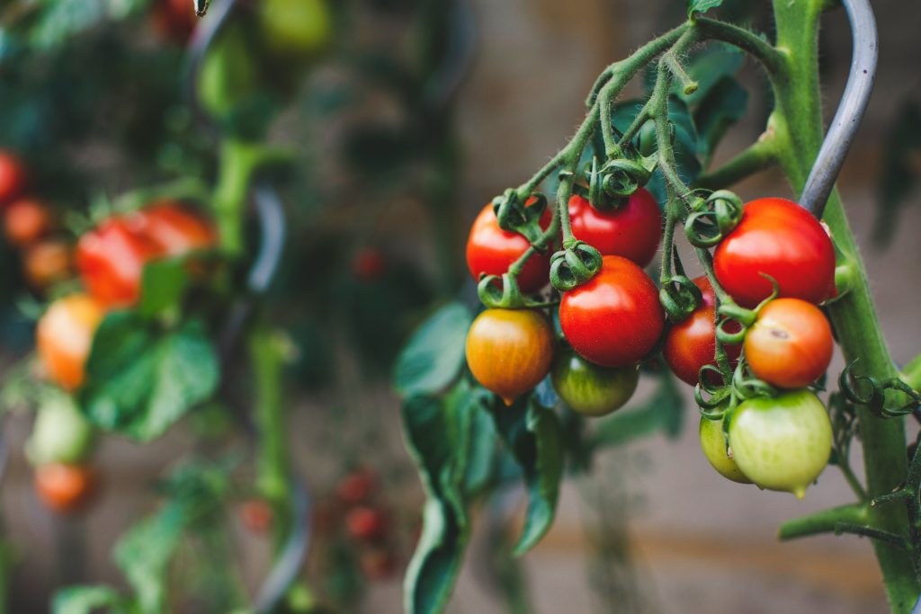 Tomaten anbauen: Von der Aussaat bis zur Ernte