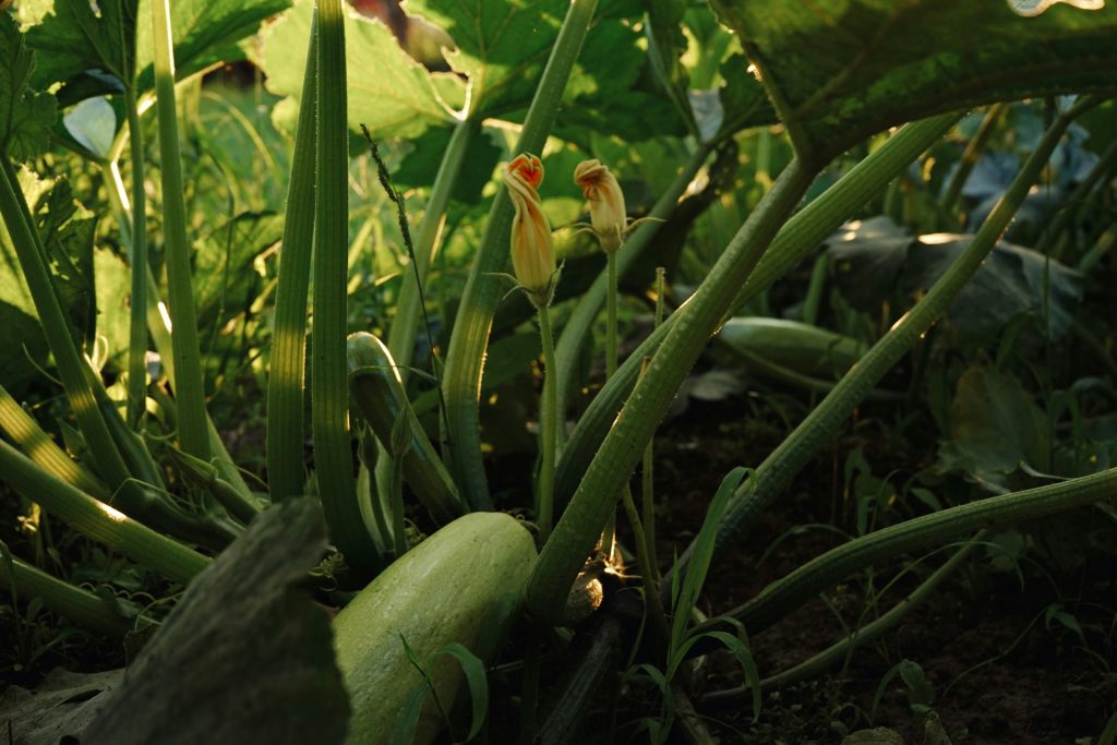Zucchini anbauen: Von der Aussaat bis zur Ernte