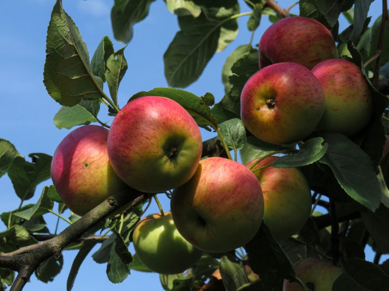 Apfel – Anbau, Pflege und Ernte