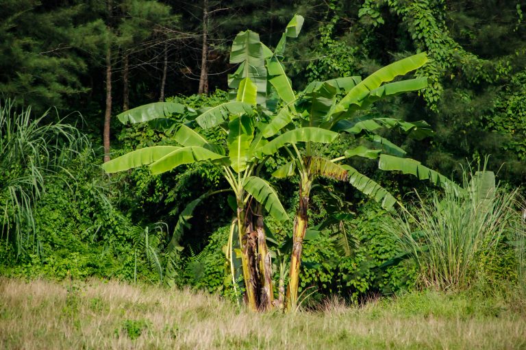Banane – Anbau, Pflege und Überwinterung