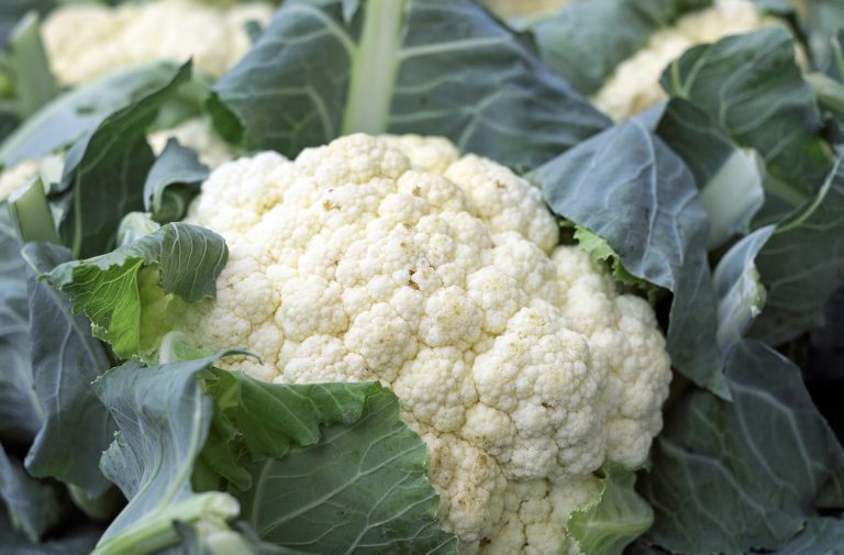 Blumenkohl – Pflanzen, pflegen und ernten (mild & vielseitig)