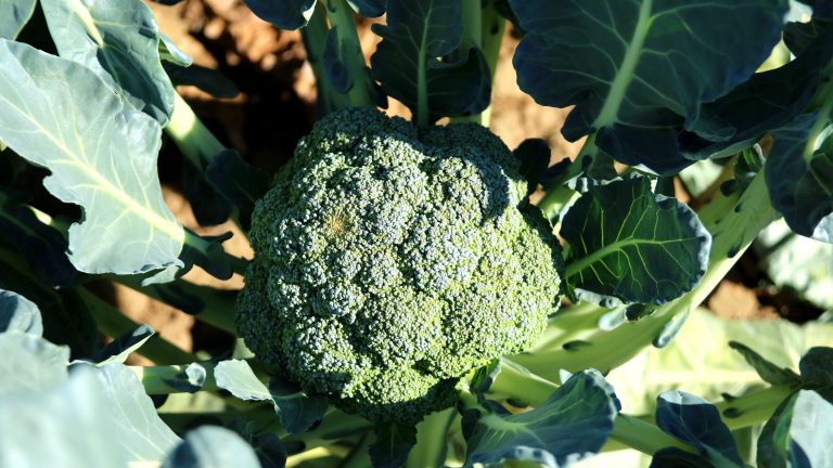 Brokkoli – Pflanzen, pflegen und ernten (gesund & ertragreich)