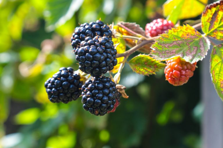 Brombeeren – Anbau, Pflege und Ernte