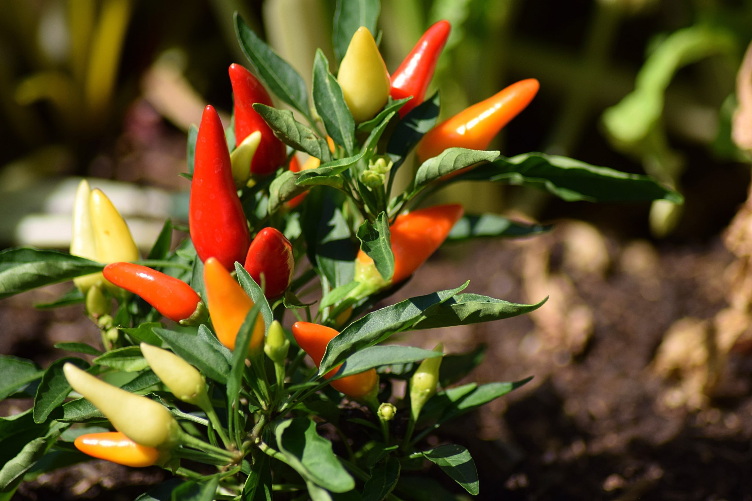 Chili – Anbau, Pflege und Ernte