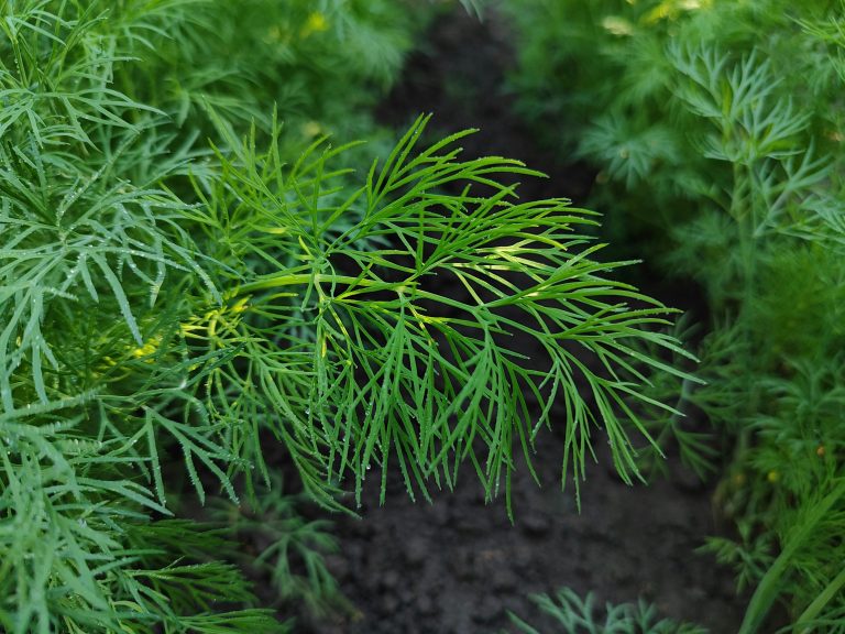 Dill – Anbau, Pflege und Ernte