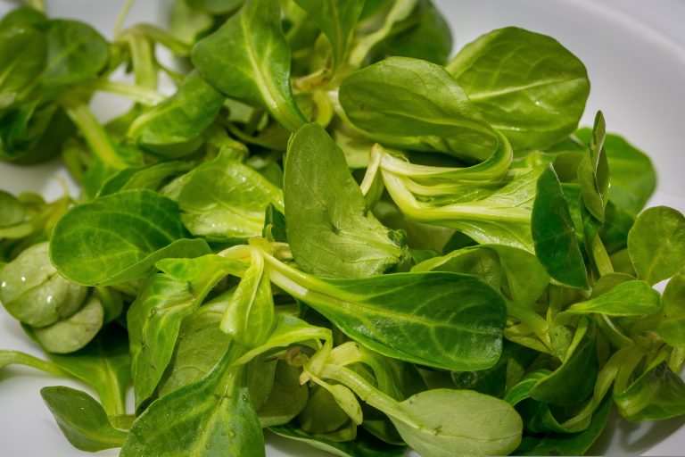 Feldsalat – Anbau, Pflege und Ernte