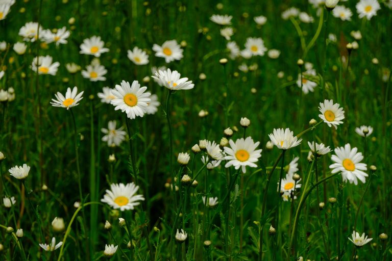 Gänseblümchen – erkennen, nutzen und verstehen (essbar & robust)