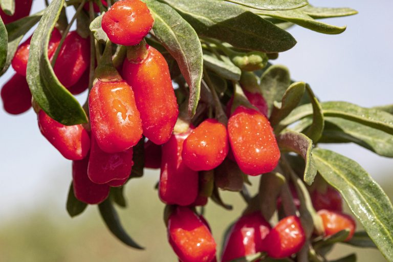 Goji‑Beeren – Anbau, Pflege und Ernte
