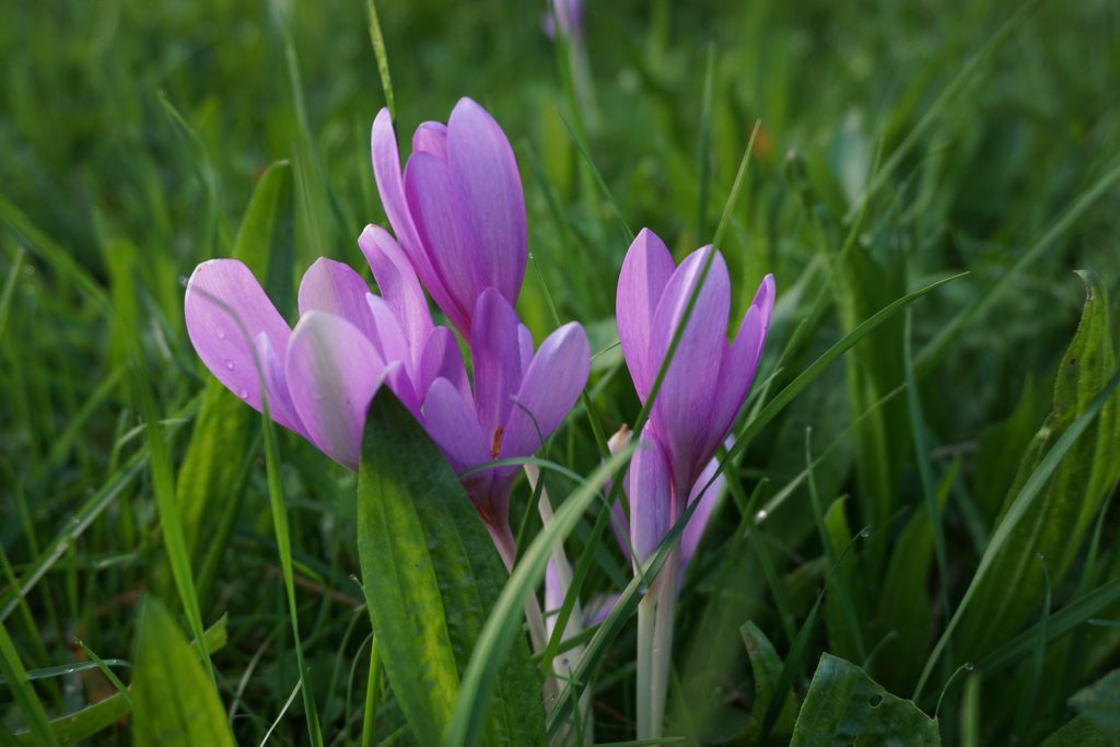 Herbstzeitlose - Giftpflanze