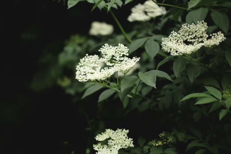 Holunder – Anbau, Pflege und Ernte