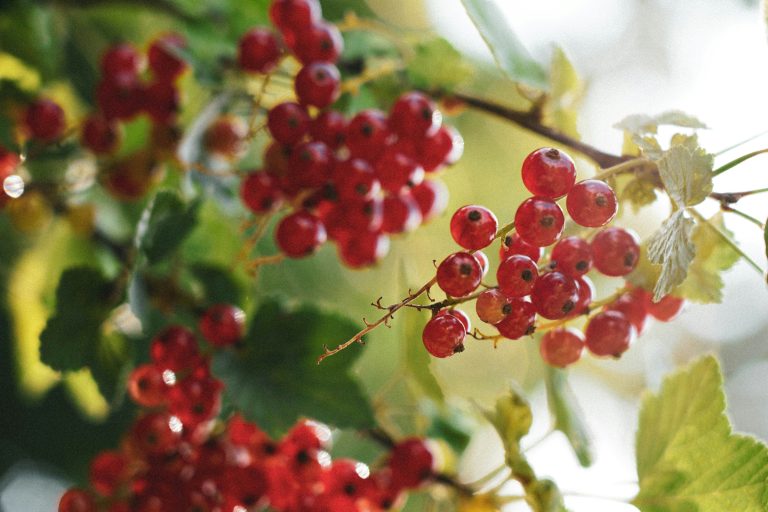 Johannisbeeren – Pflanzen, pflegen und ernten (rot, schwarz & weiß)
