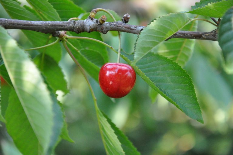 Kirschen – Anbau, Pflege und Ernte