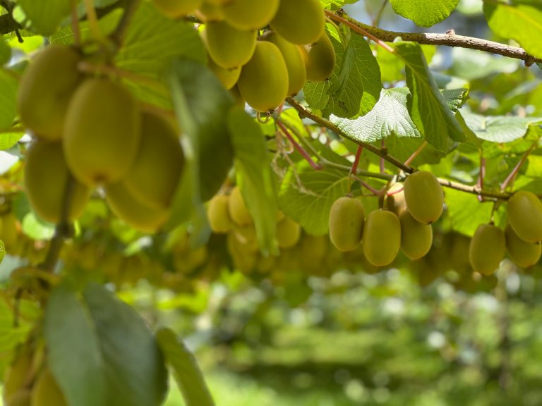 Kiwi – Anbau, Pflege und Ernte