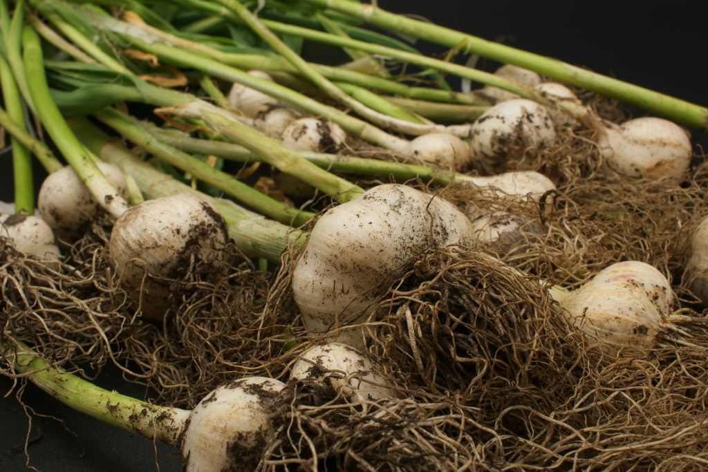 Knoblauch pflanzen, pflegen und ernten