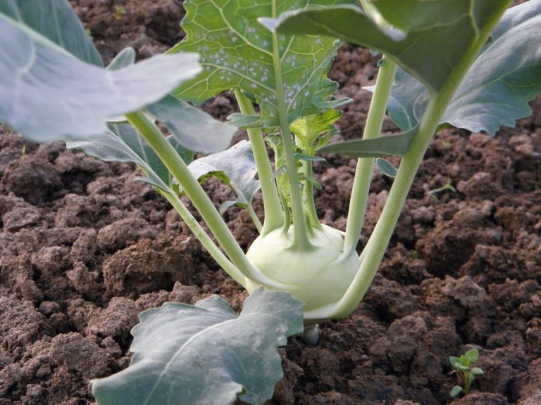 Kohlrabi – Pflanzen, pflegen und ernten (zart & schnellwachsend)