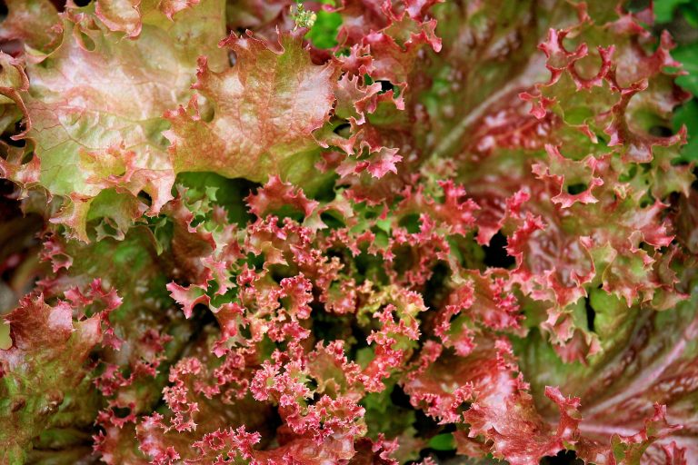 Lollo Rosso – Anbau, Pflege und Ernte