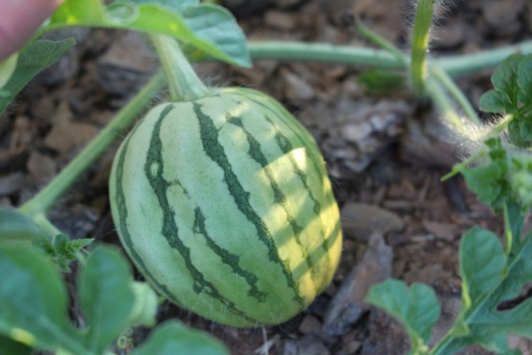 Melonen – Anbau, Pflege und Ernte