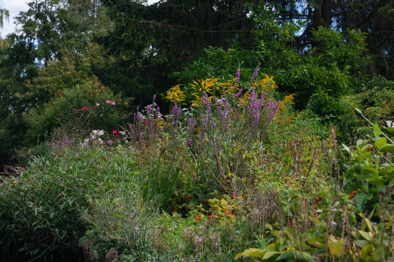 Naturnaher Garten mit Wildblumen, Sträuchern und Lebensraum für Insekten und Vögel