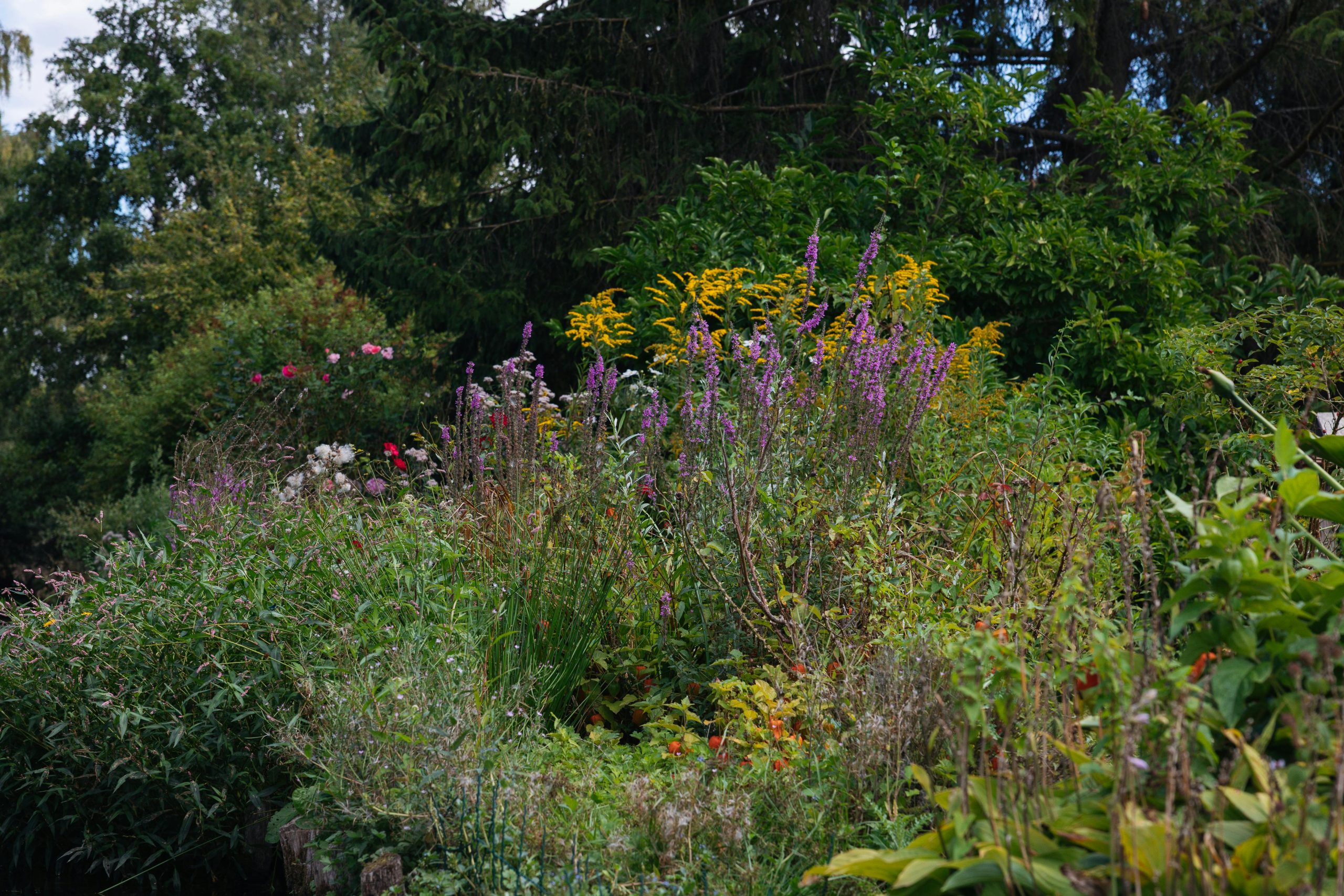 Naturnaher Garten mit Wildblumen, Sträuchern und Lebensraum für Insekten und Vögel