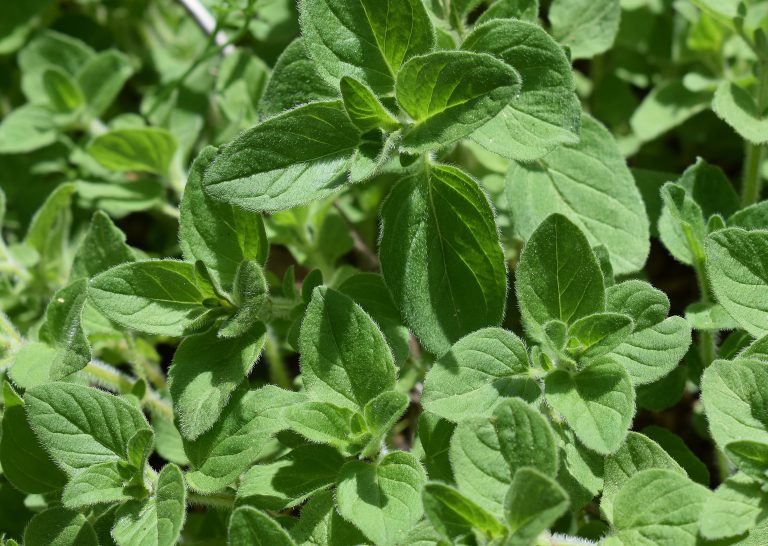Oregano – Anbau, Pflege und Ernte