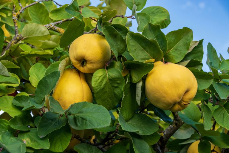 Quitten – Anbau, Pflege und Ernte