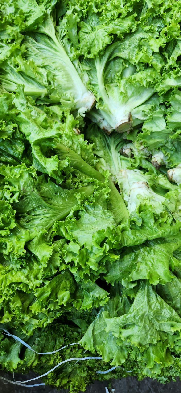 Römersalat (Romana) – Anbau, Pflege und Ernte
