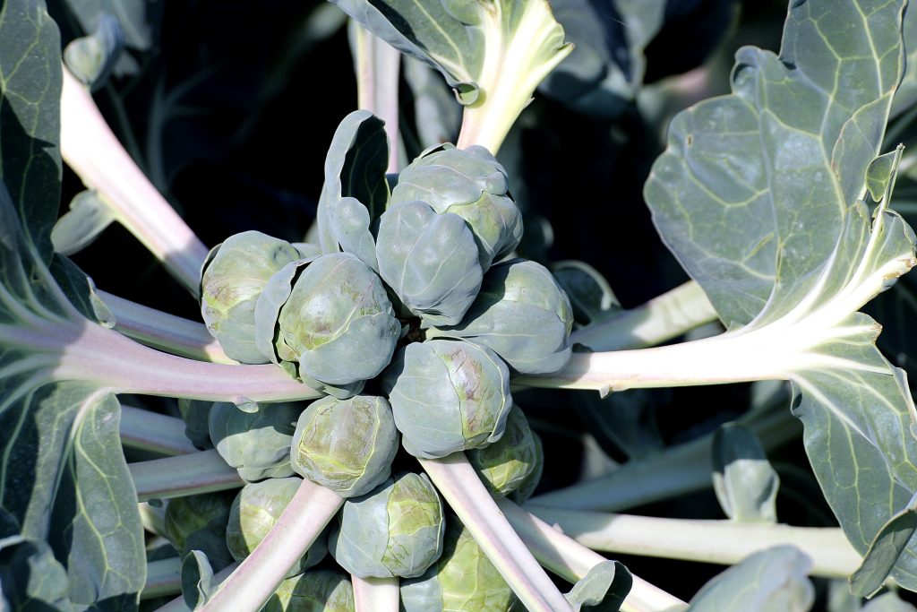 Rosenkohl – Pflanzen, pflegen und ernten (winterhart & aromatisch)