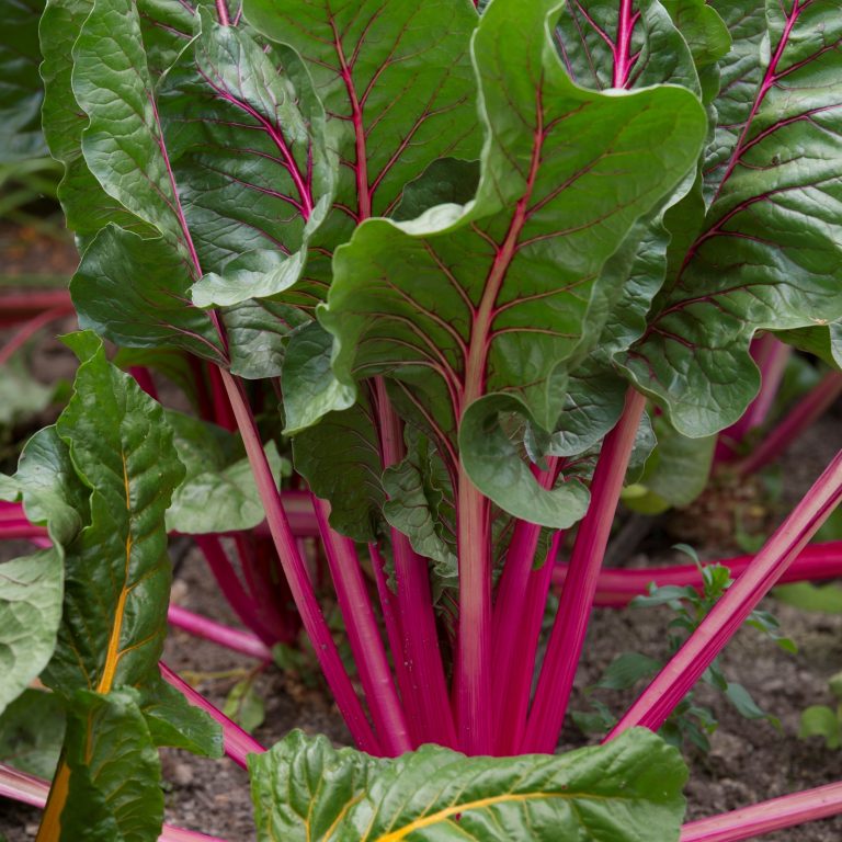 Rote Bete – Pflanzen, pflegen und ernten (gesund & unkompliziert)
