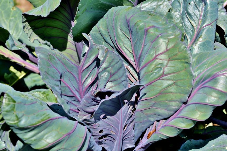 Rotkohl – Anbau, Pflege und Ernte