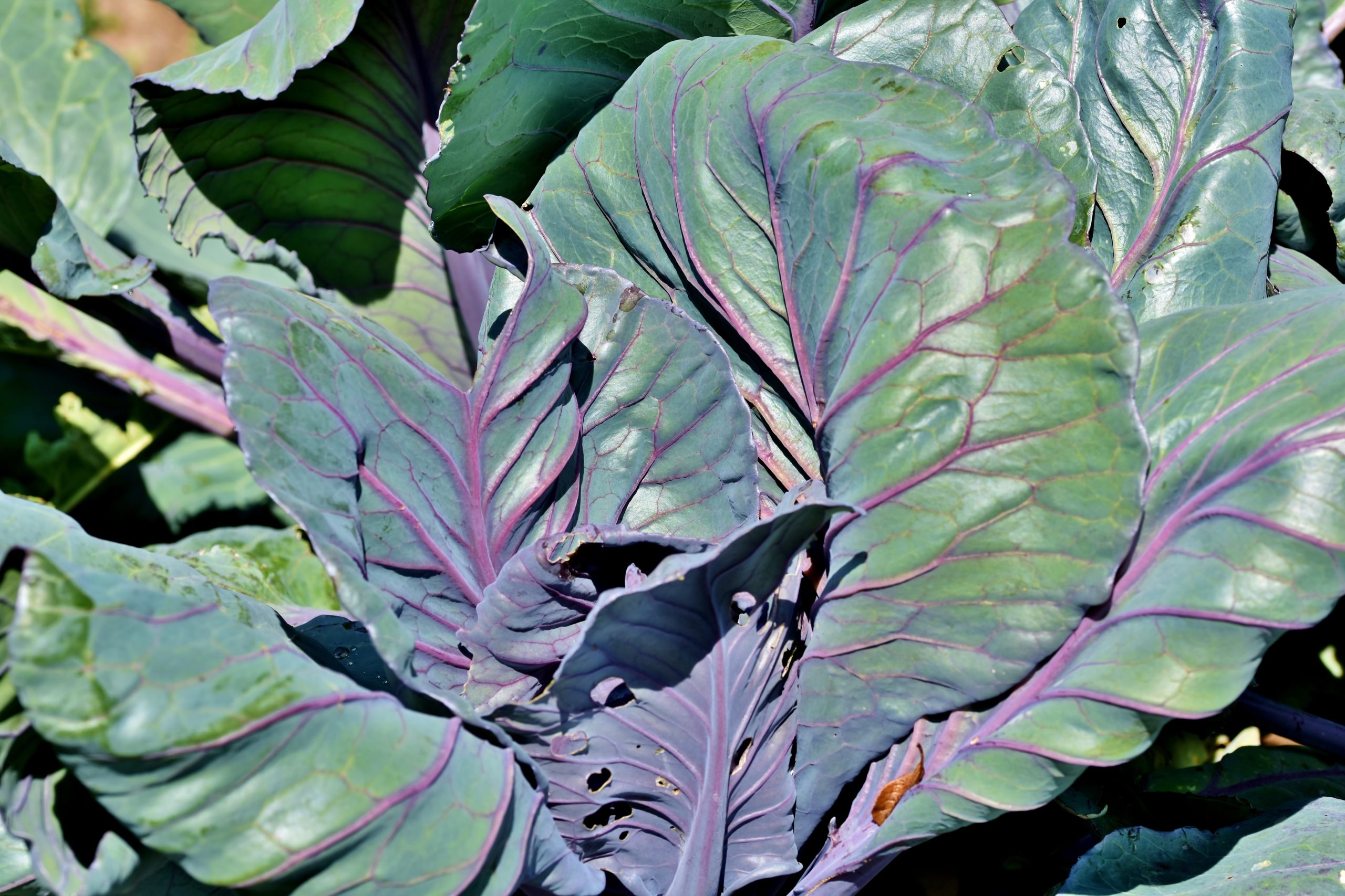 Rotkohl – Anbau, Pflege und Ernte