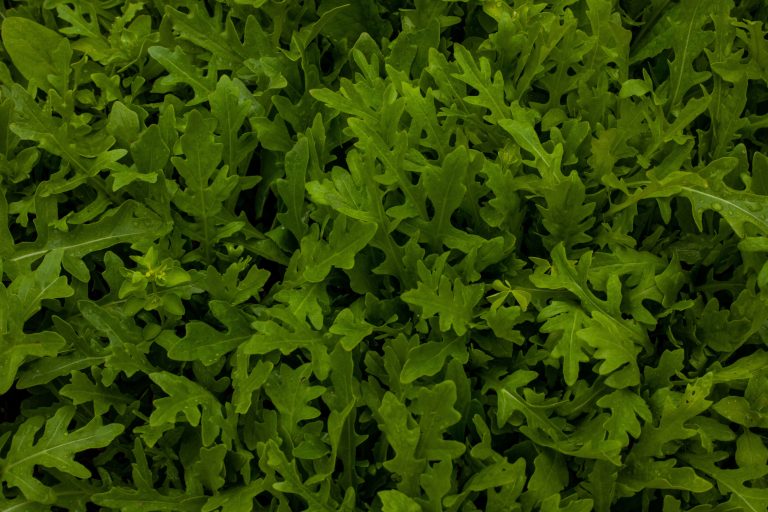 Rucola pflanzen, pflegen und ernten