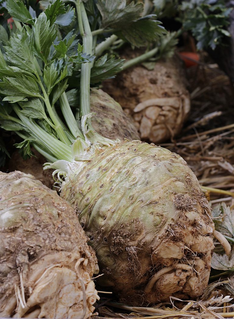 Sellerie – Pflanzen, pflegen und ernten (aromatisch & vielseitig)