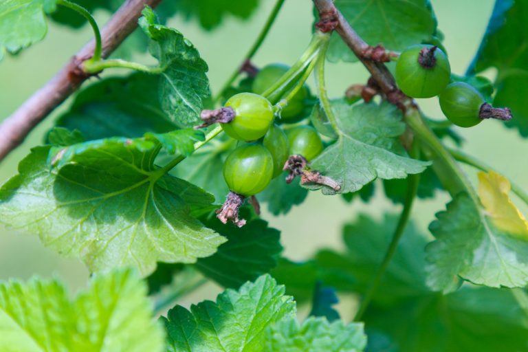 Stachelbeeren – Pflanzen, pflegen und ernten (robust & ertragreich)