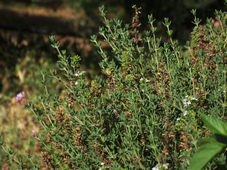 Thymian – Anbau, Pflege und Ernte