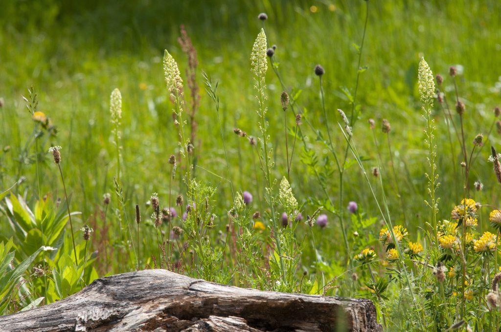 Totholz im Garten ist besser als jedes "Insektenhotel"