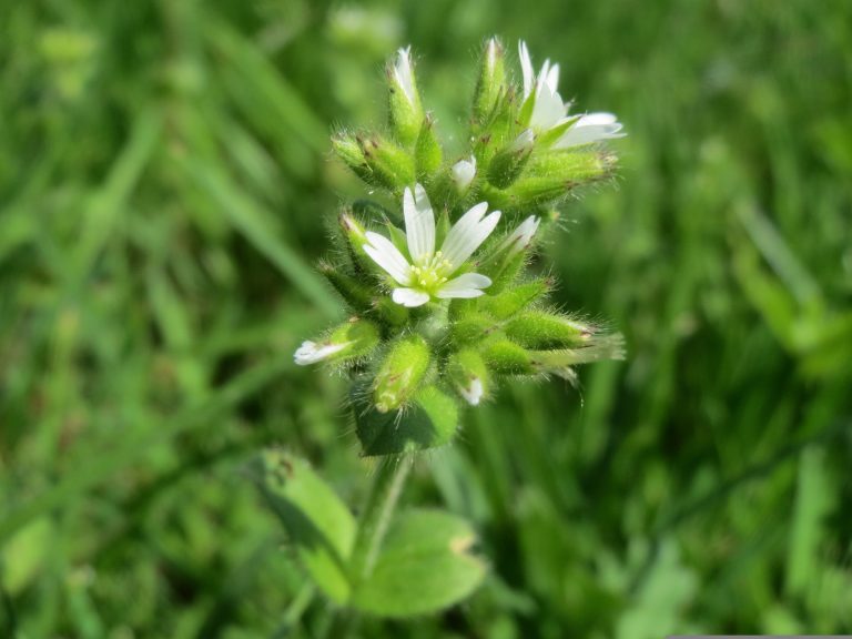 Vogelmiere – erkennen, nutzen und verstehen (mild & wertvoll)