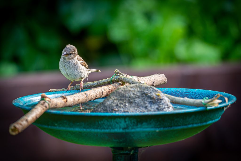 Wasserstelle für Vögel und Insekten, ein wichtiger Beitrag