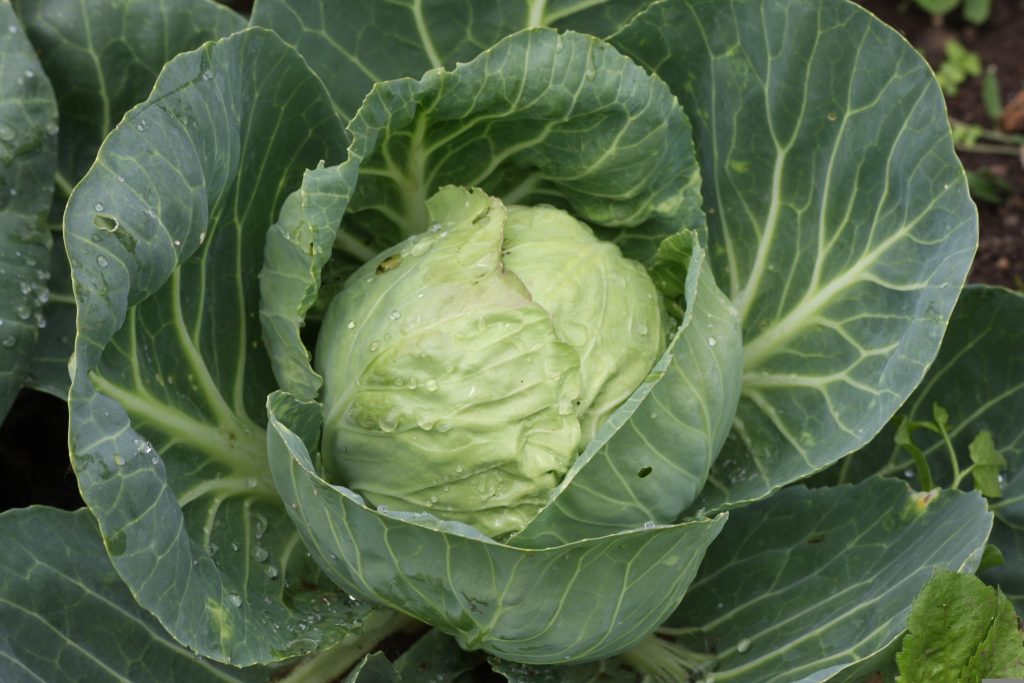 Weißkohl – Anbau, Pflege und Ernte