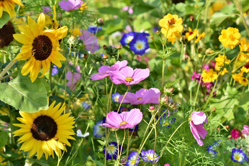 Wildblumen für Insekten und Vögel im Garten