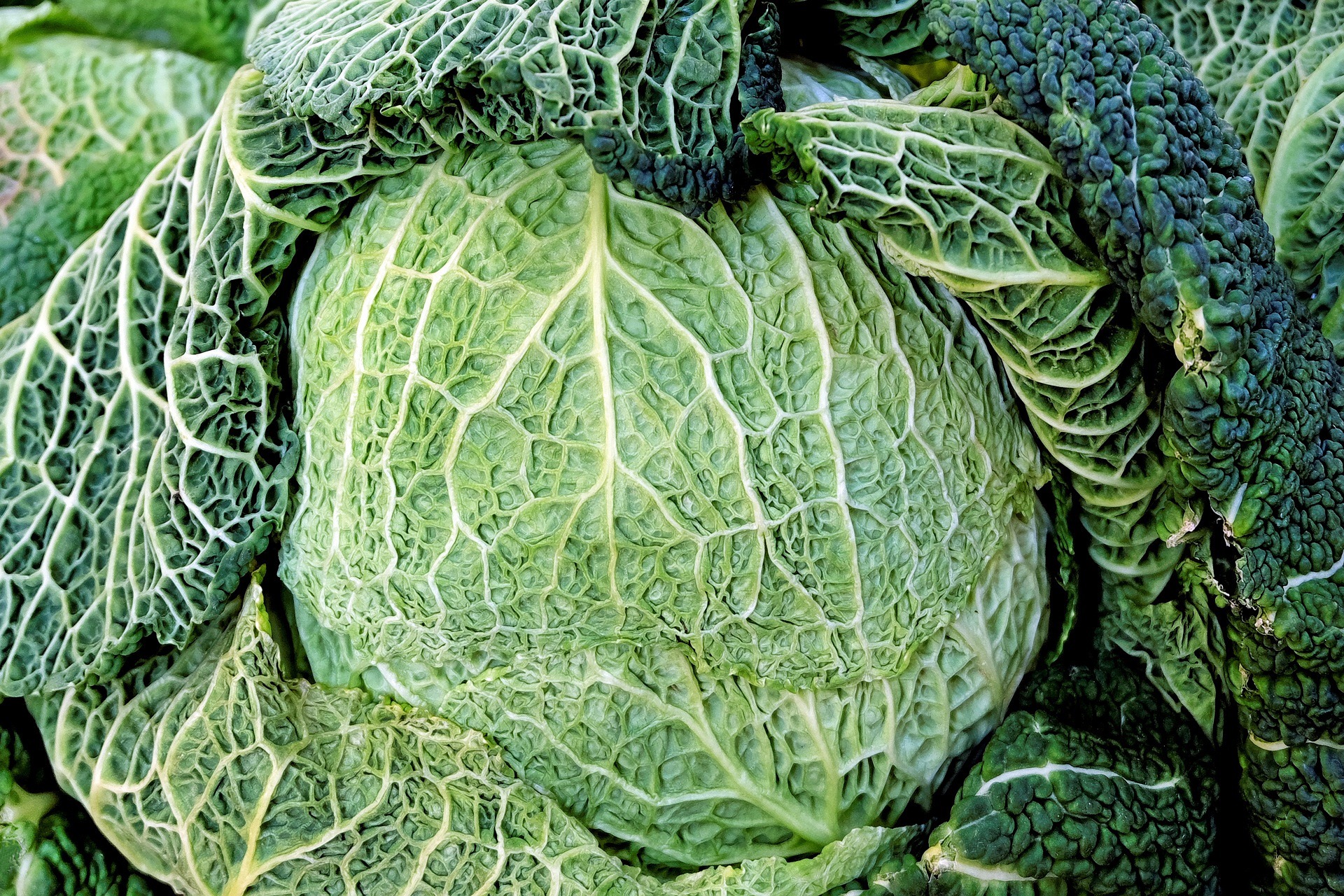 Weißkohl – Anbau, Pflege und Ernte