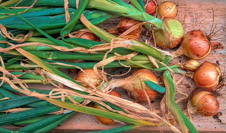 Zwiebeln – Anbau, Pflege und Ernte